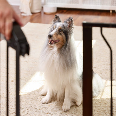 Benefits of Dog Training With a Gate