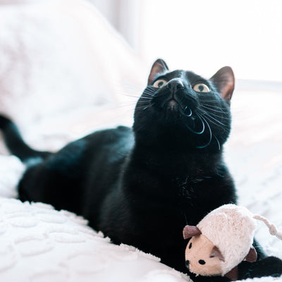 8 Indoor & Outdoor Activities to Do With Your Cat