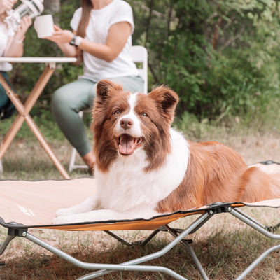 Dog Camping Essentials