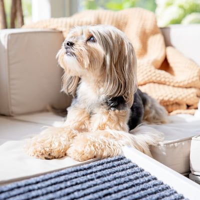 Tips for Creating a Dog-Friendly Patio
