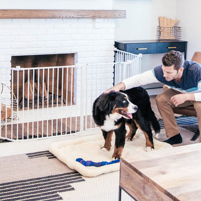 What to Do if Your Dog is Aggressive or Reactive Towards Other Dogs