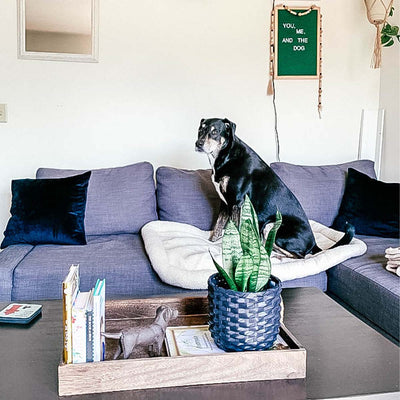 Home Decor and Pets