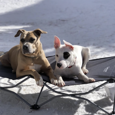 Rescue Story: Sweet Like Sugar