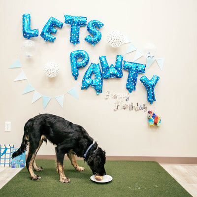 Dog Friendly Birthday Cake