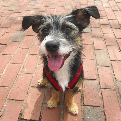 Soba: A Scruffy Bundle of Sunshine