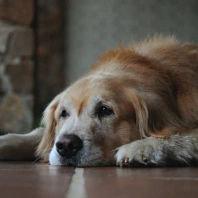 Senior Dog Training – Is It Too Late?