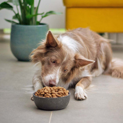 Free Feeding v. Scheduled Eating