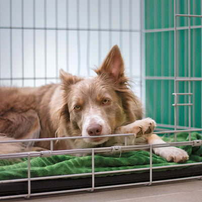 The Signs of Kennel Cough