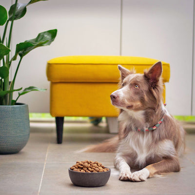 Tips on How to Feed Multiple Dogs at The Same Time