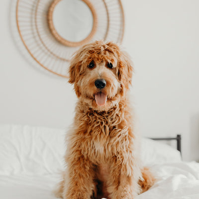 Can Essential Oils Harm Pets?