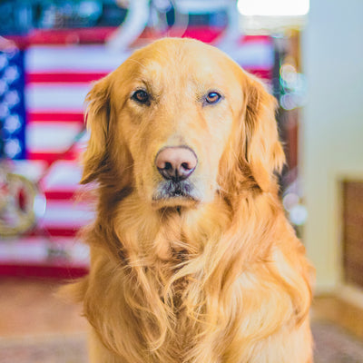 Safe Ways to Celebrate the 4th of July with Your Dog