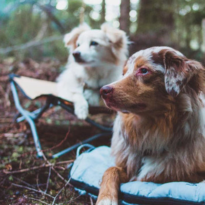 What 4 Experts Bring When Camping With Dogs