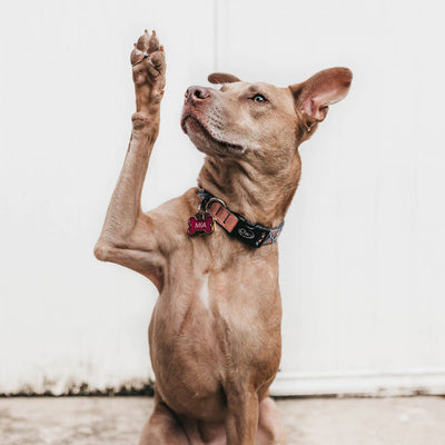 What Will A Dog DNA Test Tell Me About My Dog?