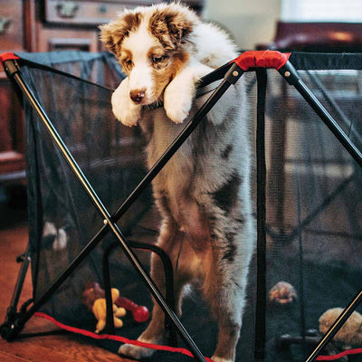 How to Dog Proof Your Home