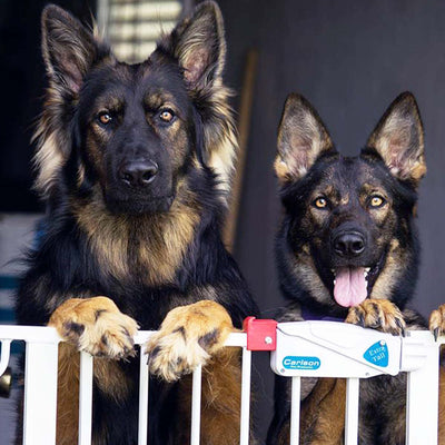 Can Dog Aggression Be Fixed?