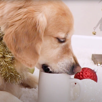 Dog-Friendly Eggnog Recipe