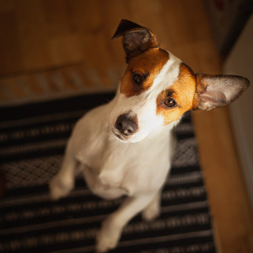 3 Dog Treats to Hide Pills In