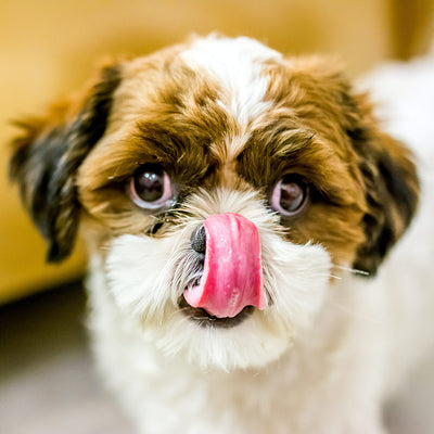The Best Dog Food For Shedding- You Can Make It Yourself!
