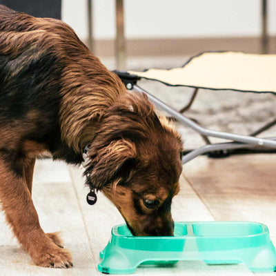 What To Put In Homemade Dog Food