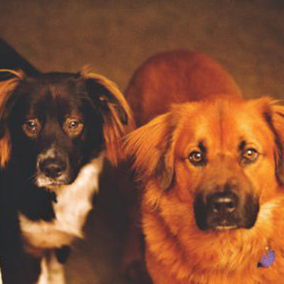 Rescue Story: Siblings for Life