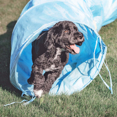 DIY Obstacle Course for Your Pet