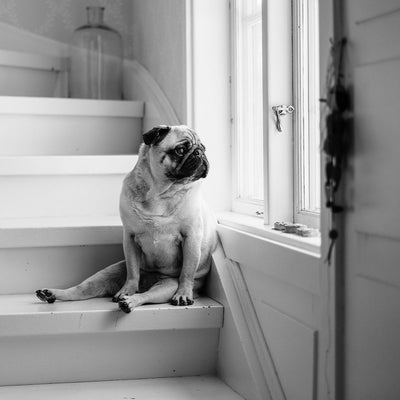 How To Train Your Dog Out Of Separation Anxiety