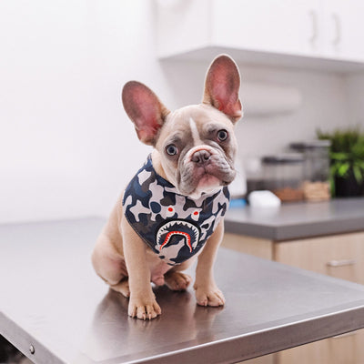 What Medicines Does Your Dog Need Throughout the Year?