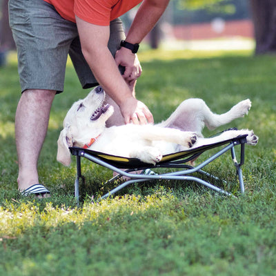 How to Train Your Dog to Stay in the Yard