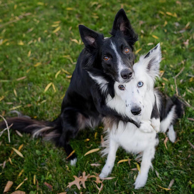 Best Practices for Dog Obedience Training: How to Discipline a Dog with Unwanted Behaviors