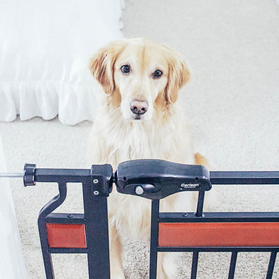 Top 5 Pet Training Accounts