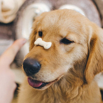 How To Choose Training Treats For Your Dog
