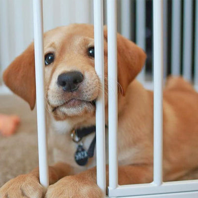 Puppy Training Basics: Easy Things to Teach a Puppy