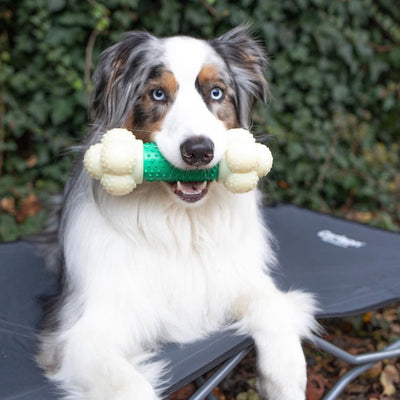 Dog Training at Every Age