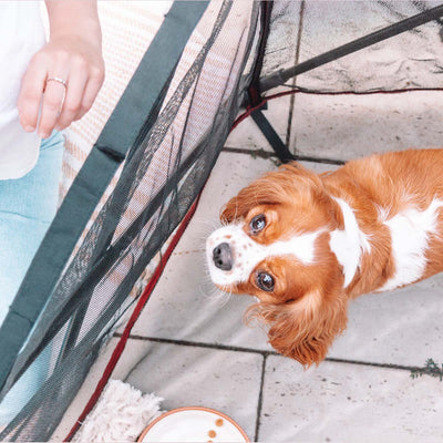 How to Choose the Right Pet Pen for your Dog