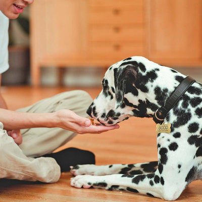 5 Dog Training Games