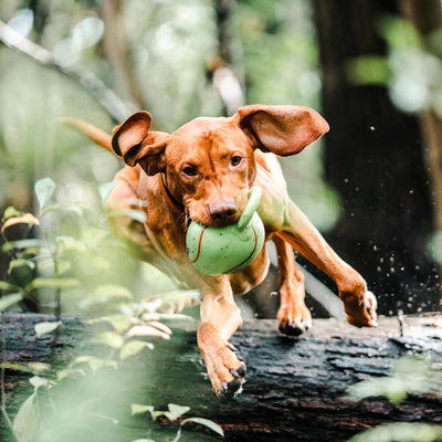 How Much Exercise Does a Dog Need?