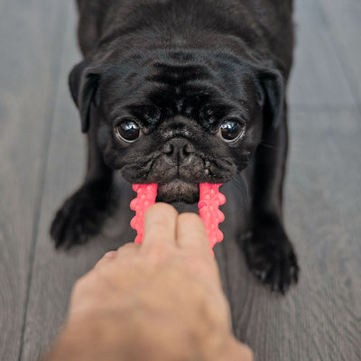 DIY Dog Sensory Toys