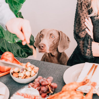 Tips for Anxious Dogs During the Holidays