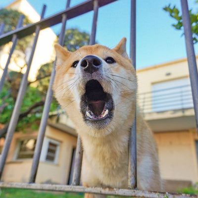 Understanding Dog Behavior and Solving Common Behavior Problems