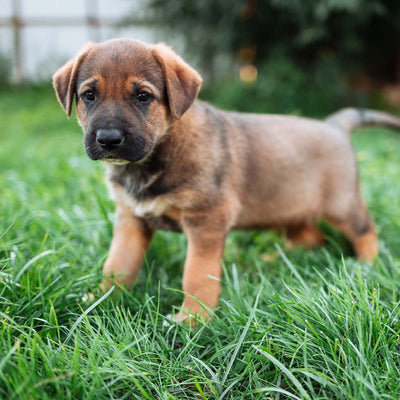 Easy Potty Training for a Puppy