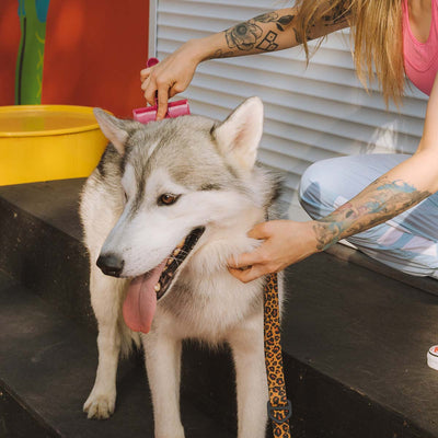 What Happens If You Don’t Brush a Dog?