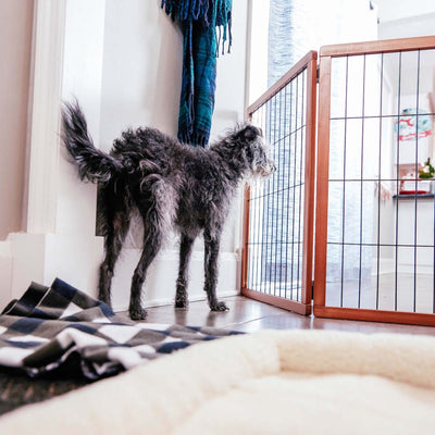 Should I Train My Dog to Protect Me?