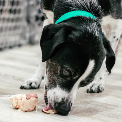 3 Pupsicle Recipes for Your Dog