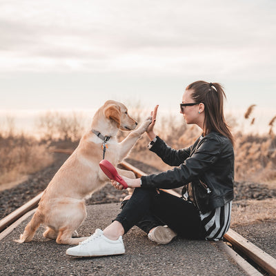 Why You Should Use a Dog Trainer