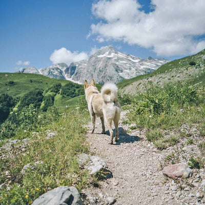 Things To Remember When Hiking With Your Dog Off Leash
