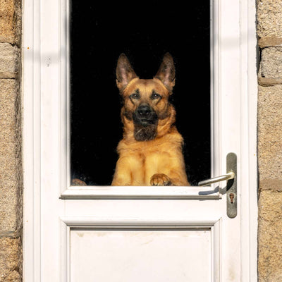 How To Train a Dog Not to Bark