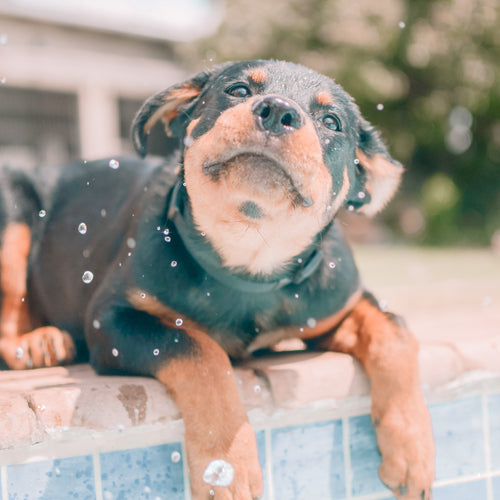 a wet brown and black puppy.