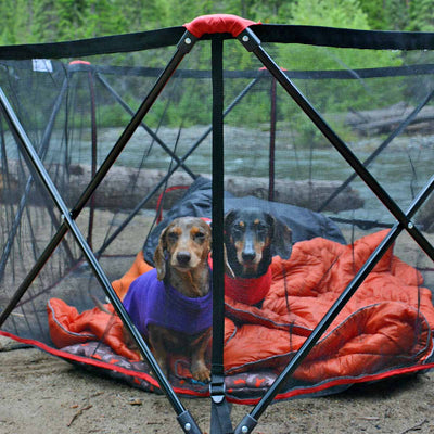 What Temperature Is Safe For A Dog Outside?
