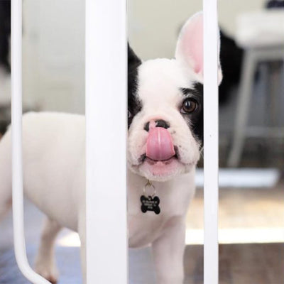 Bones To Clean Your Dog’s Teeth