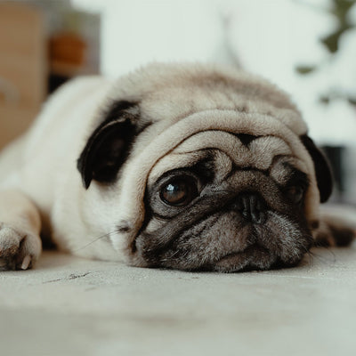 How We Learned to Train Our Dog With Separation Anxiety